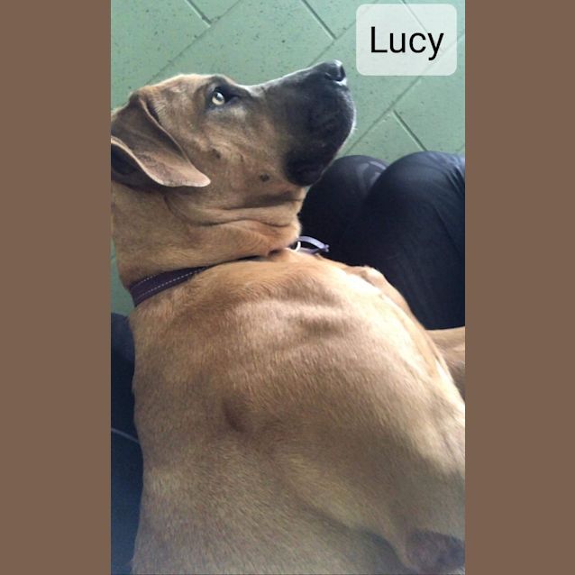 Photo of Lucy