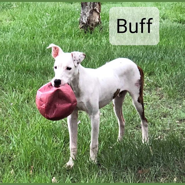 Photo of Buff