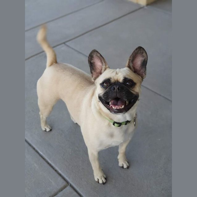 Photo of Iggy Dl2427