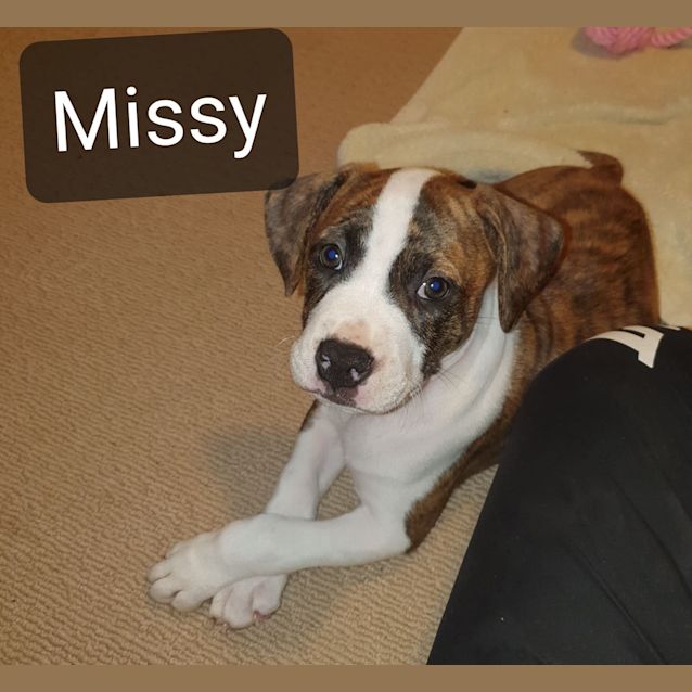 Photo of Missy 