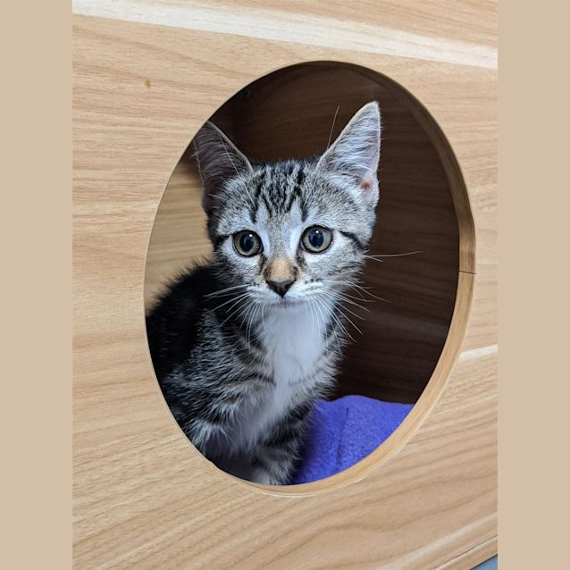 Photo of Ruby