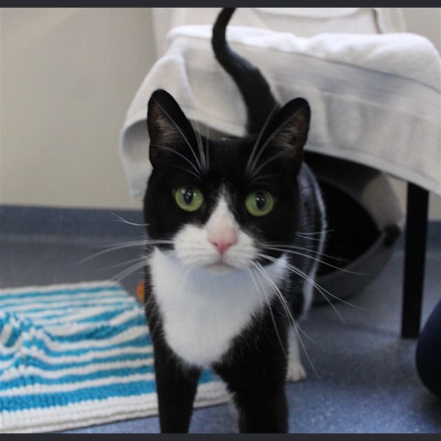 Photo of Whiskas