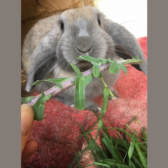 Photo of Belladonna
