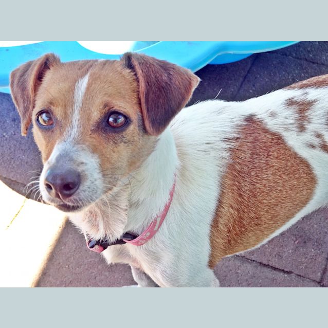 Photo of Nala