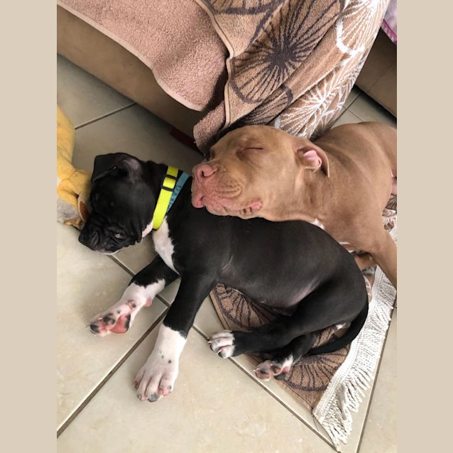 Photo of Dante 
