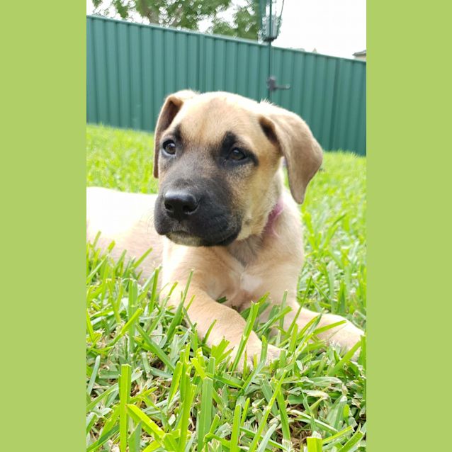 Photo of Fawn 