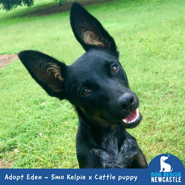 Photo of Eden ~ 5mo Kelpie X Cattle Puppy (On Trial 24/4/20