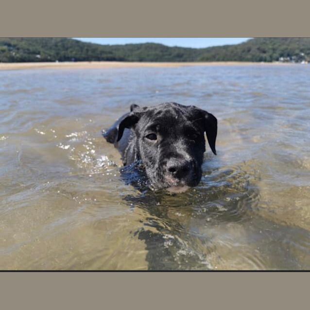 Photo of Scamp 