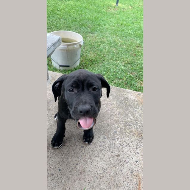 Photo of Dolly 