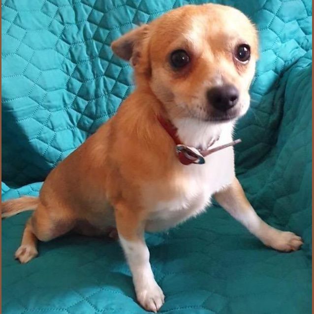 Photo of Buddy