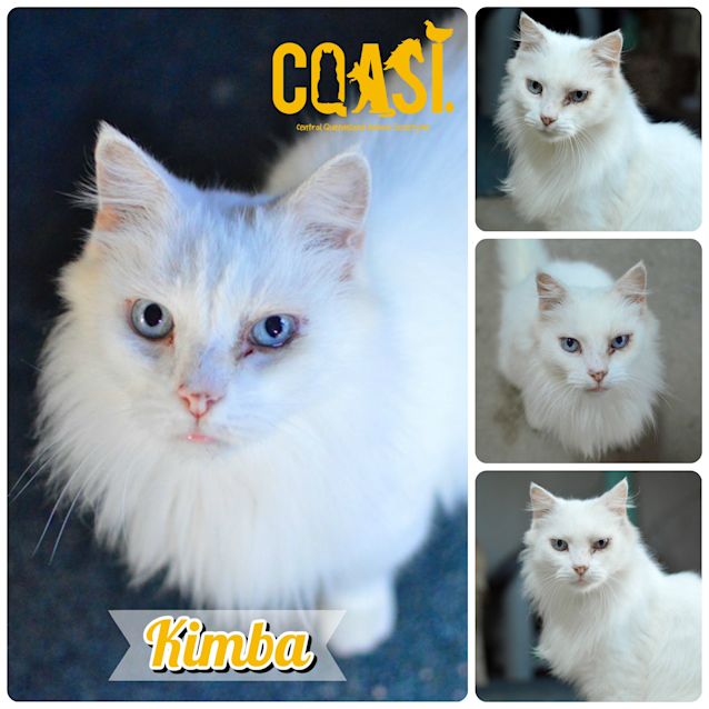 Photo of Kimba