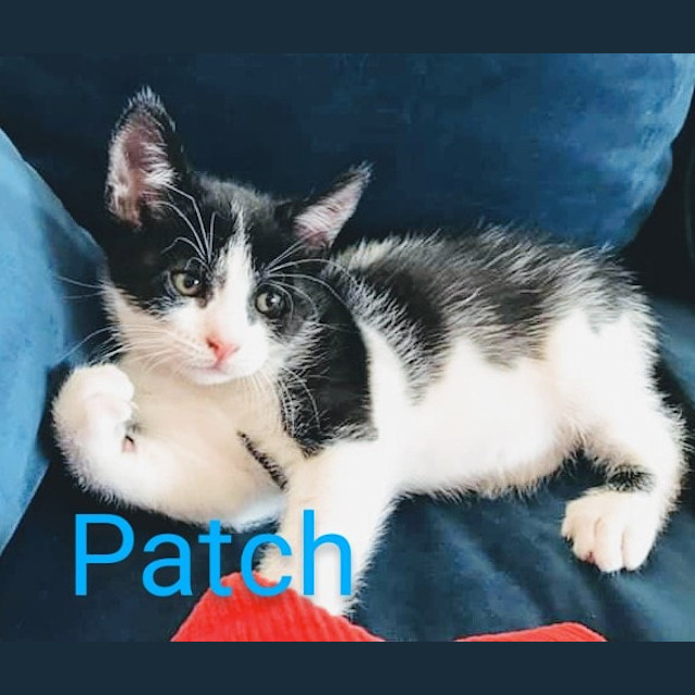 Photo of Patch