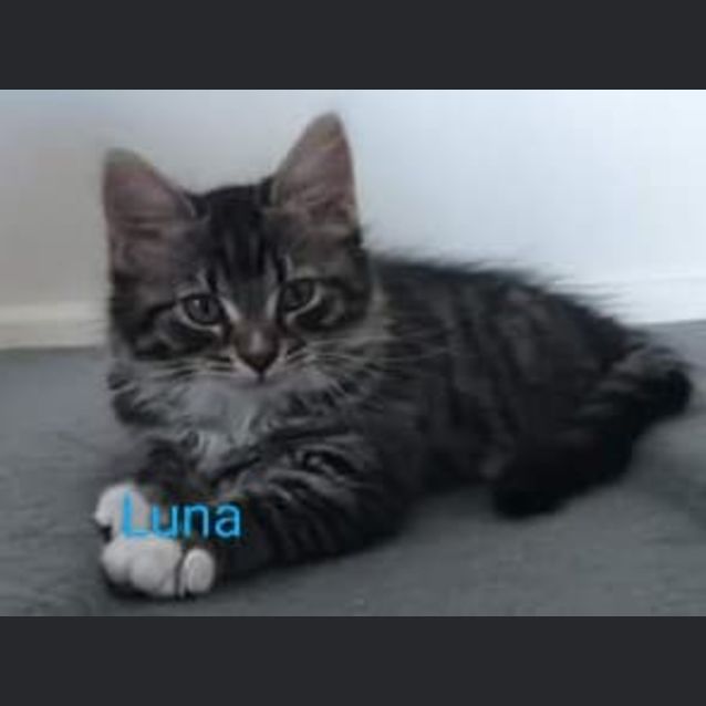 Photo of Luna