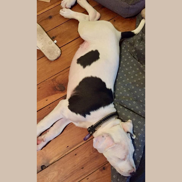 Photo of Archie 