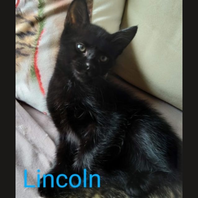 Photo of Lincoln