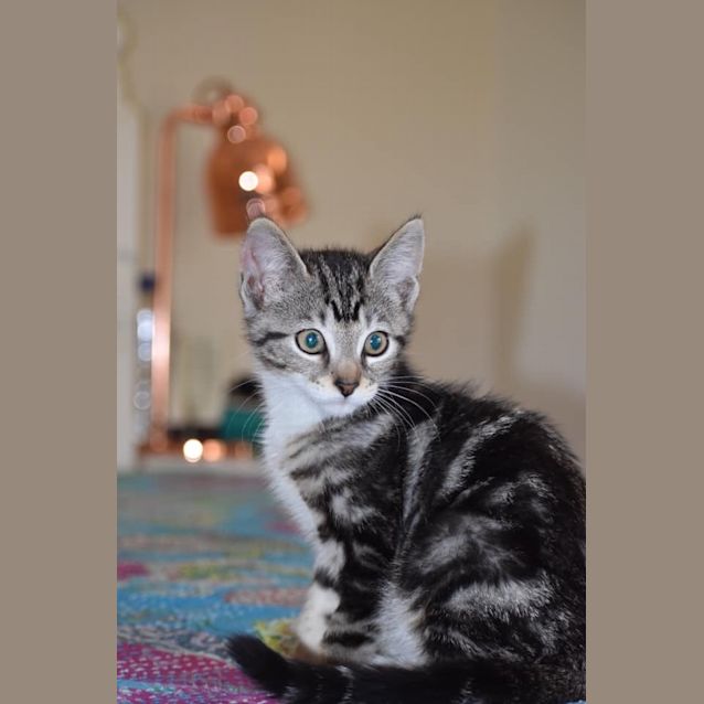 Photo of Boris 