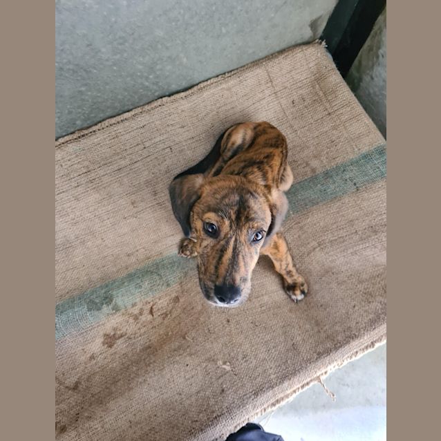 Photo of Rocky 