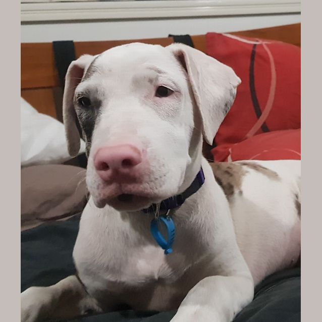 Photo of Indigo 