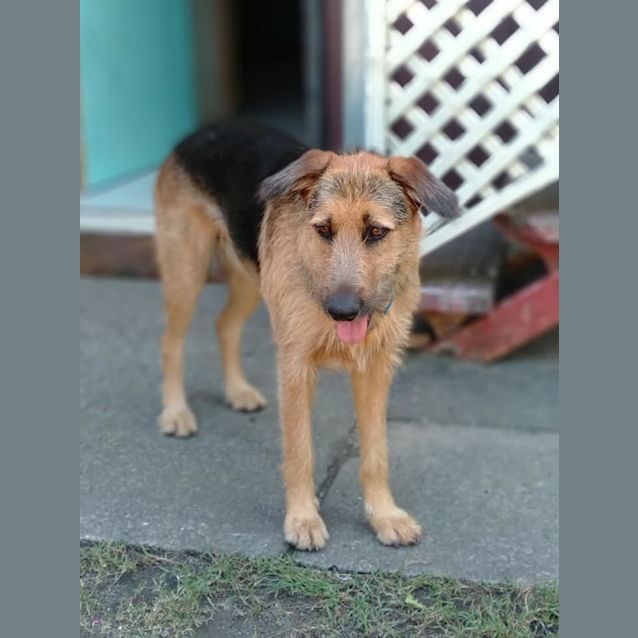 Photo of Nala 