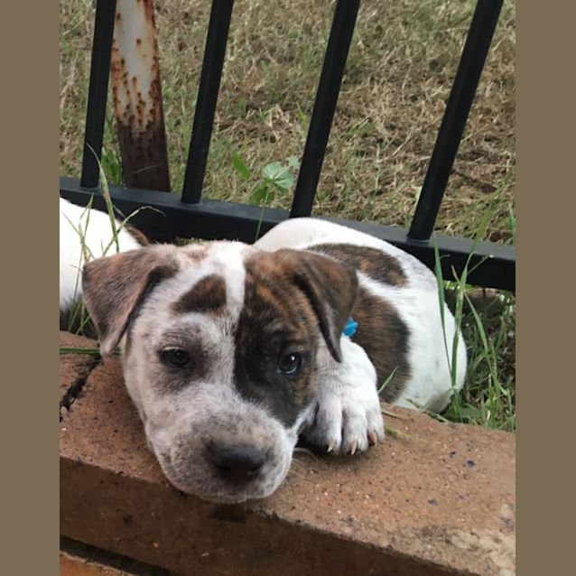 Photo of Nugget 