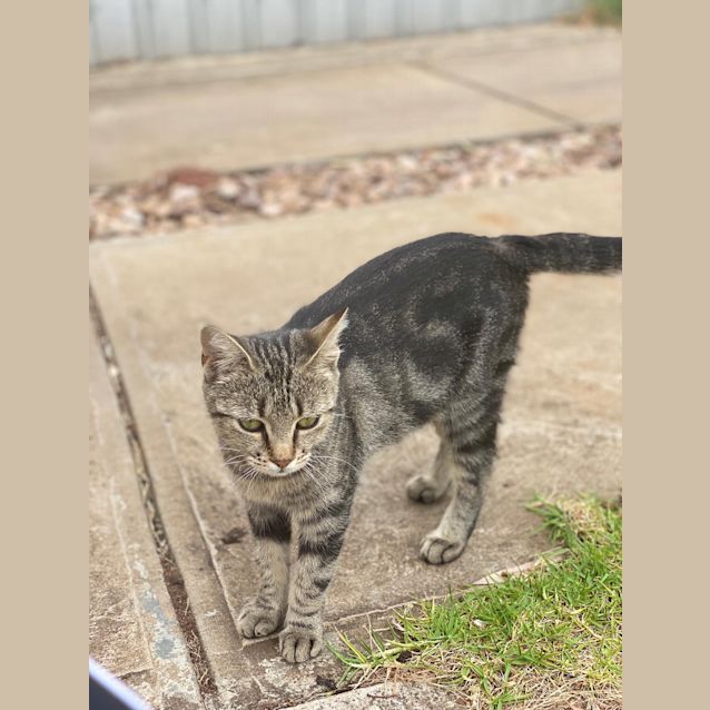 Photo of Mumma Cat