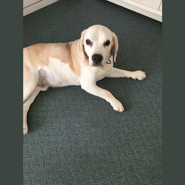 Photo of Barney