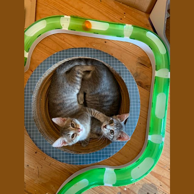 Photo of Max