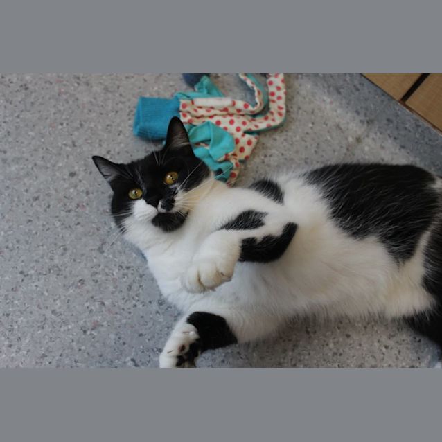 Photo of Prancer