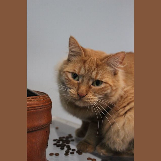 Photo of Nacho