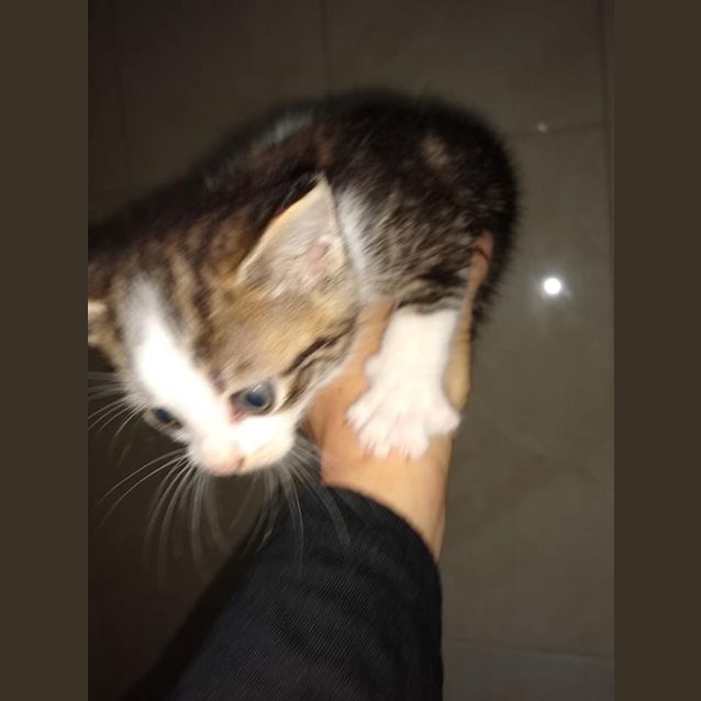 Photo of Tuff