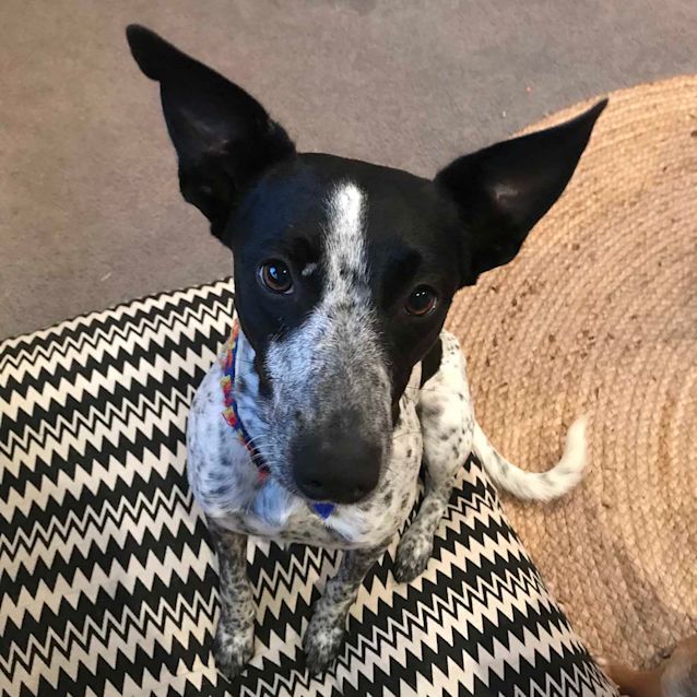 Patch ~ 6mo Cattledog x Whippet (On 4/4/20) - Medium Male Australian Cattle Dog x Whippet Mix Dog in NSW - PetRescue