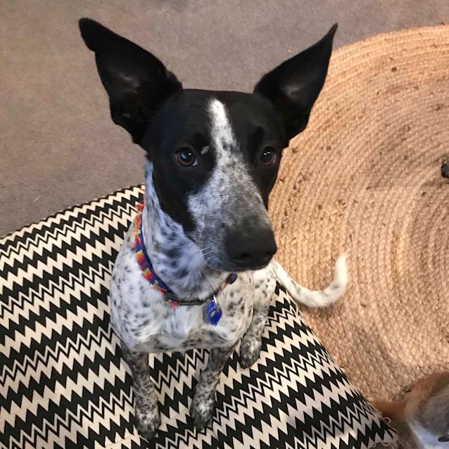 Photo of Patch ~ 6mo Cattledog X Whippet (On Trial 4/4/20)