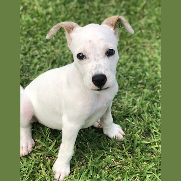 Photo of Butch 