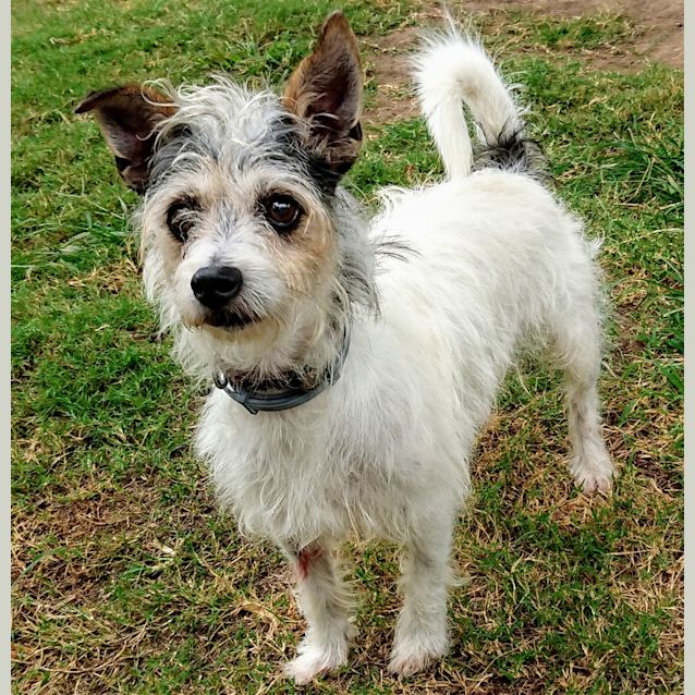 Max - Small Male Wirehaired Fox Terrier Mix Dog in QLD - PetRescue