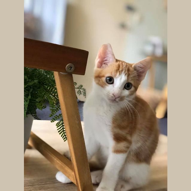Photo of Ninja 