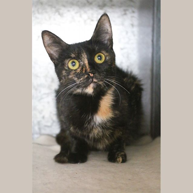 Photo of Minerva