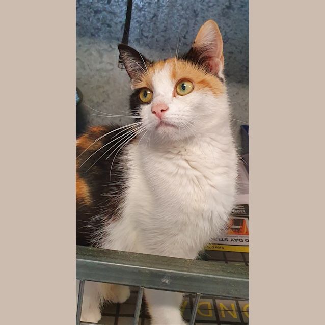 Photo of Fudge
