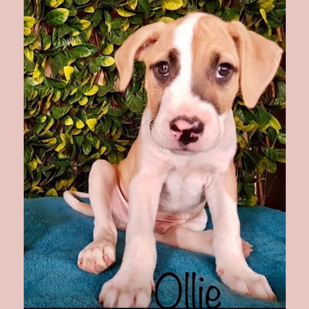 Photo of Ollie 