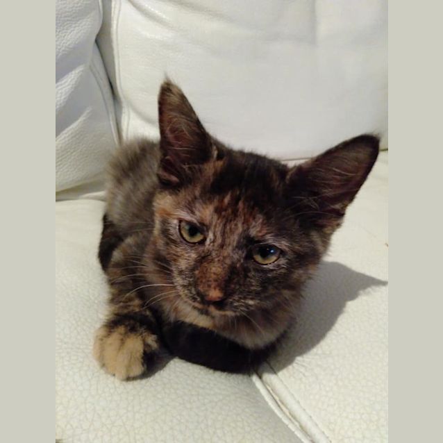 Photo of Poppy