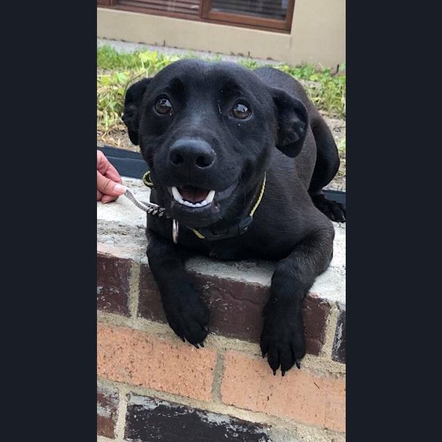 Photo of Bowser