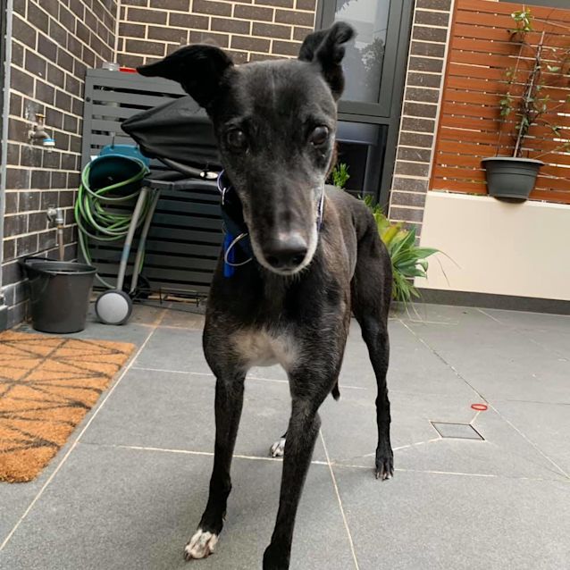 Photo of Marther (Adoption Pending)