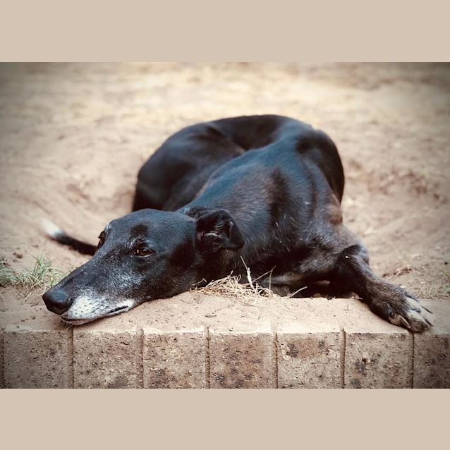 Photo of Ranger (On Trial)