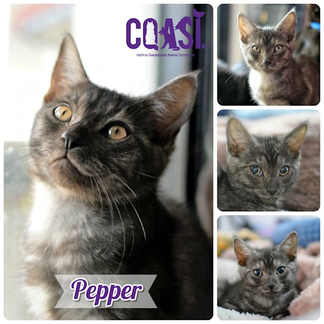 Photo of Pepper 