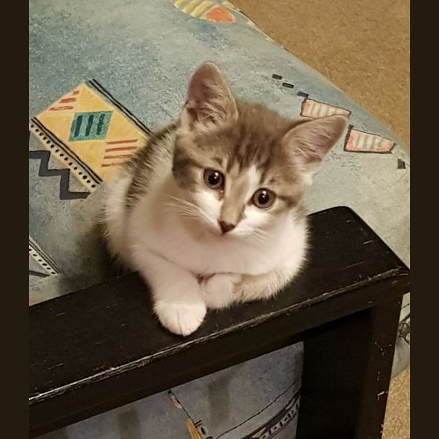 Photo of Moana 
