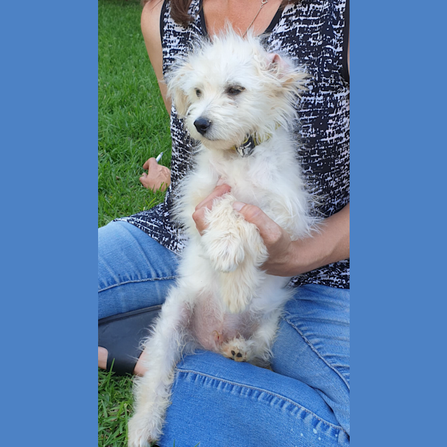 Photo of Snowball 