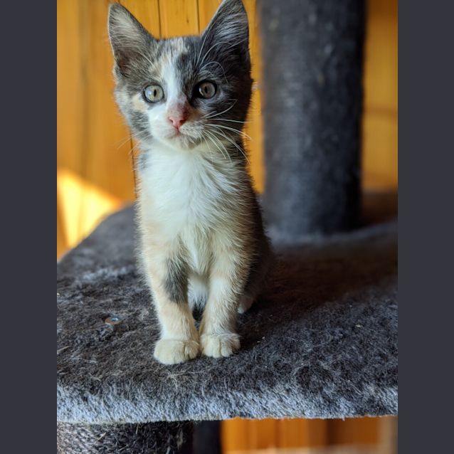Photo of Athena ❤