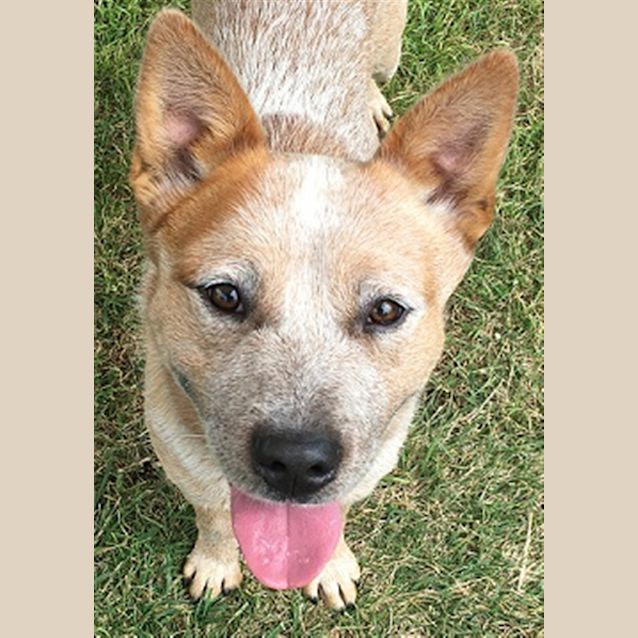 Photo of Rocket