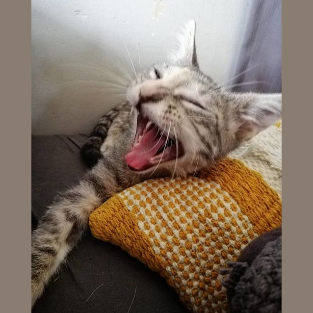 Photo of Juliet