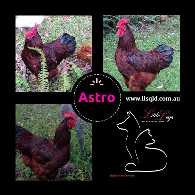 Photo of Astro