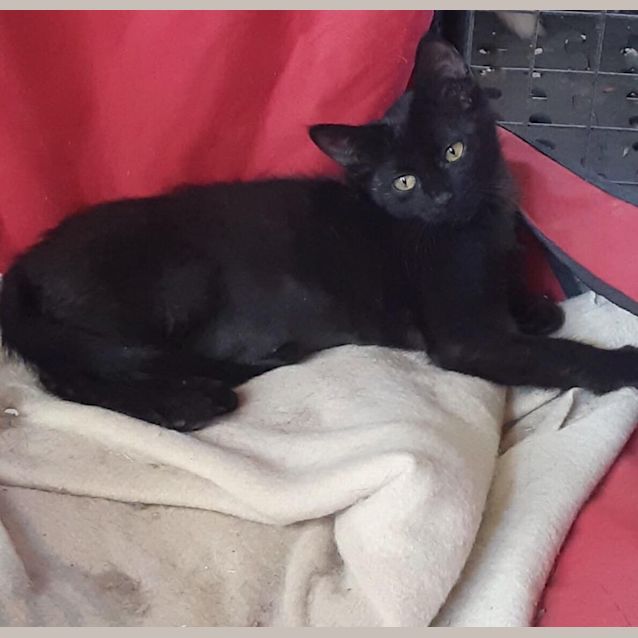 Photo of Opal
